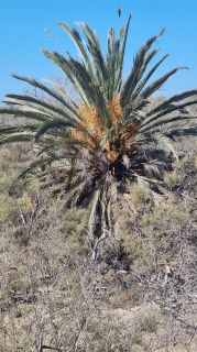 2023-GC-Dunas_Maspalomas-093.jpg